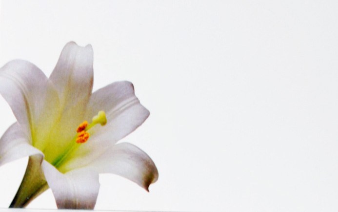Picture of Florist Gift Cards Small Lily x 50pcs